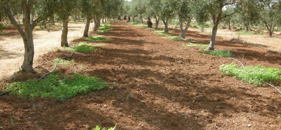 zeytun