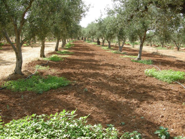 zeytun
