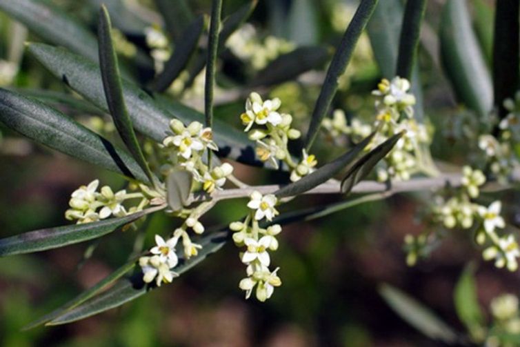 zeytin-cicek