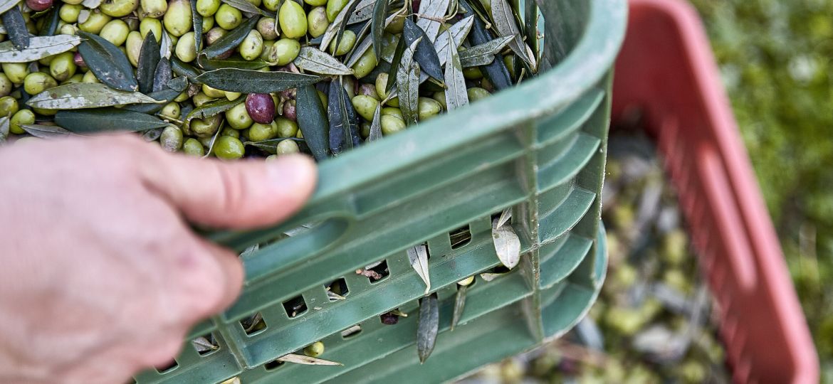 Türkiye'nin rekor kıran sofralık zeytin ihracatı ve zeytin rekoltesi.