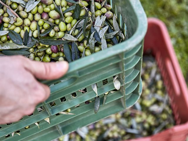 Türkiye'nin rekor kıran sofralık zeytin ihracatı ve zeytin rekoltesi.