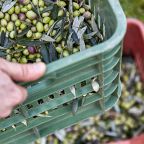 Türkiye'nin rekor kıran sofralık zeytin ihracatı ve zeytin rekoltesi.