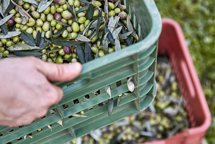 Türkiye'nin rekor kıran sofralık zeytin ihracatı ve zeytin rekoltesi.